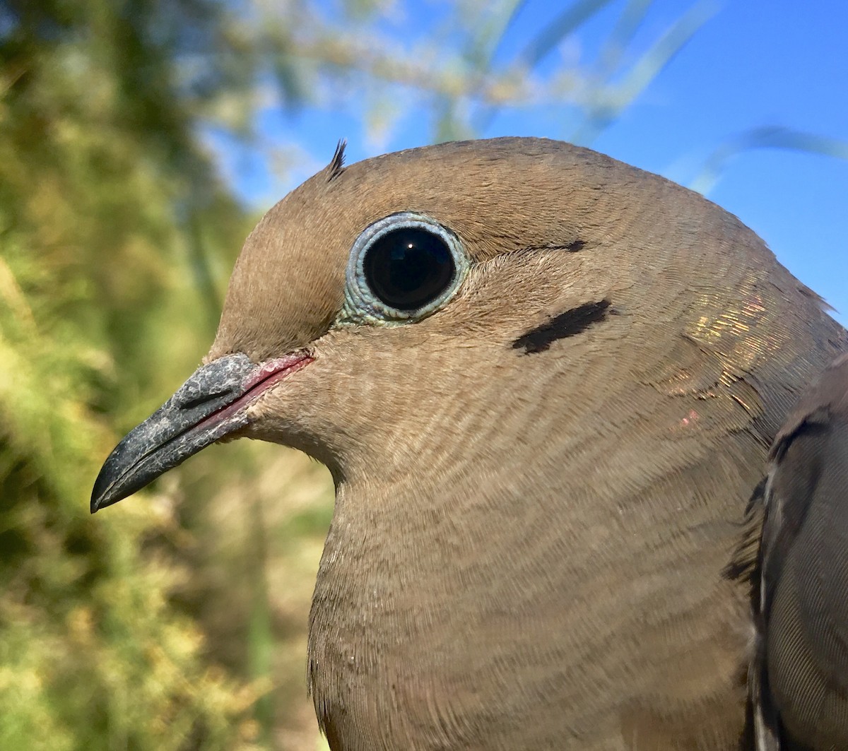 Mourning Dove - Peter Gaede