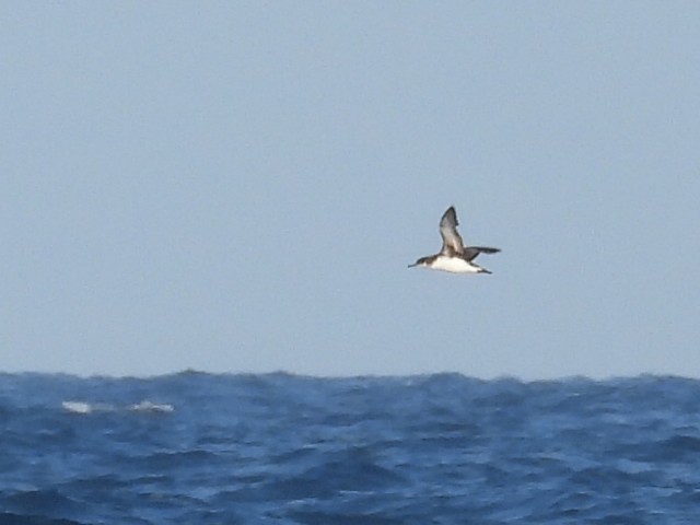 Hutton's Shearwater - ML547735871