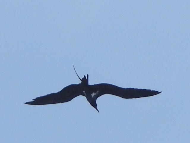 Lesser Frigatebird - ML547736111