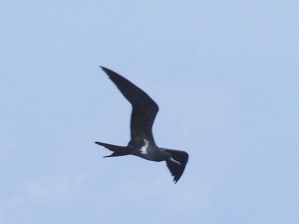 Lesser Frigatebird - ML547736121