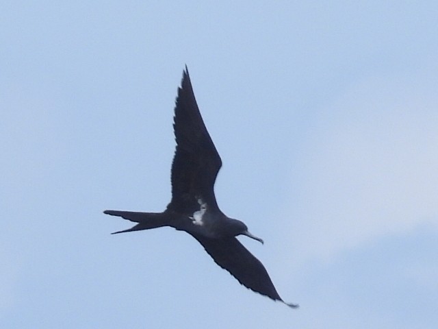 Lesser Frigatebird - ML547736141