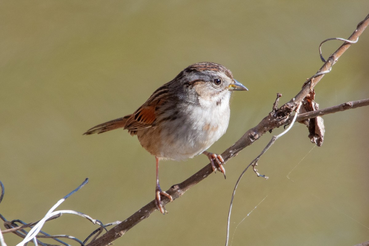Swamp Sparrow - ML547741541