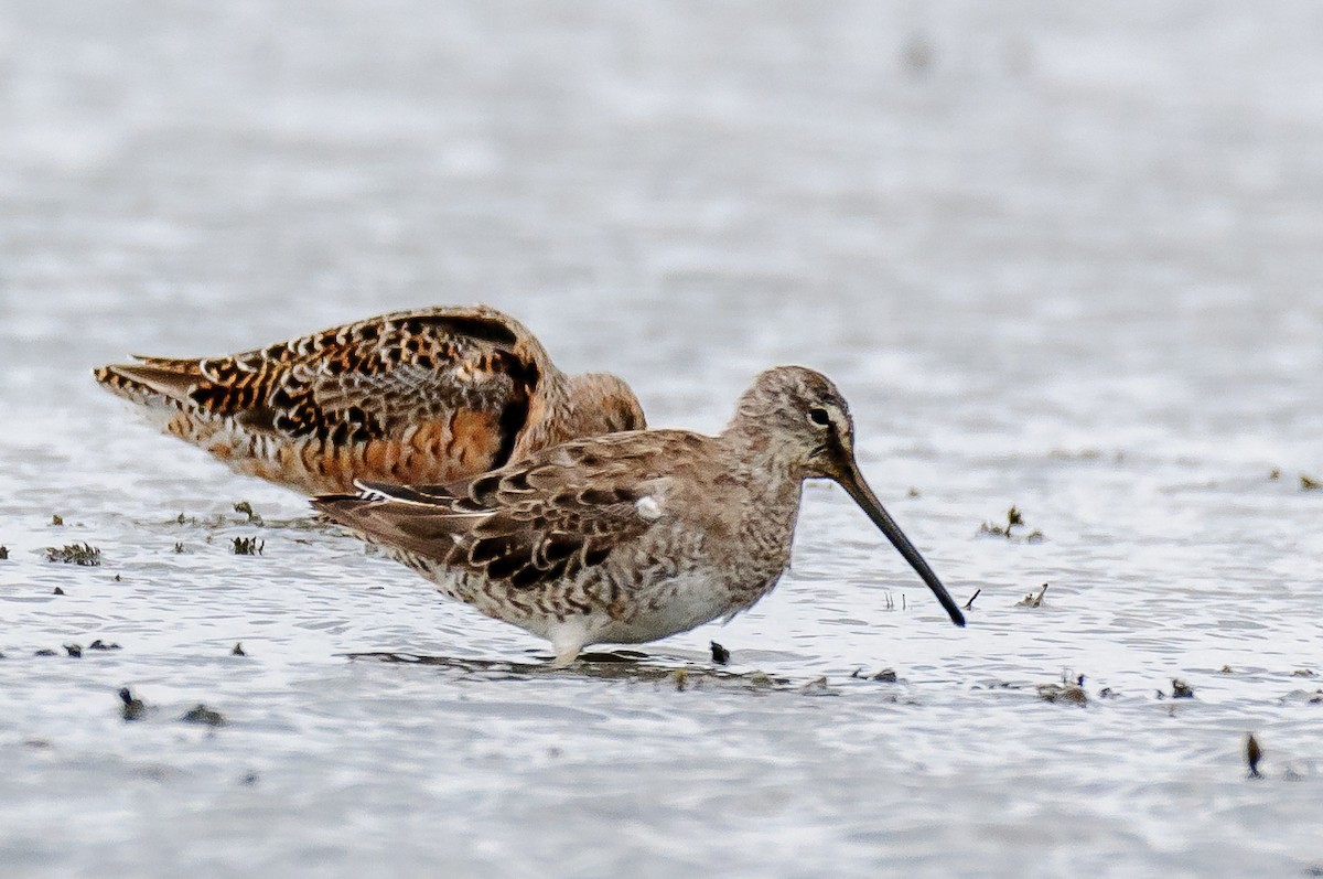 Long-billed Dowitcher - ML54774261