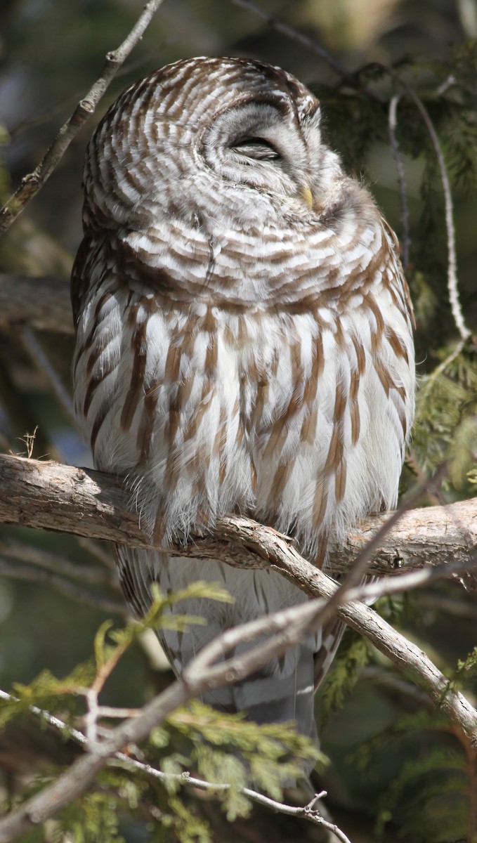 Barred Owl - ML547744581