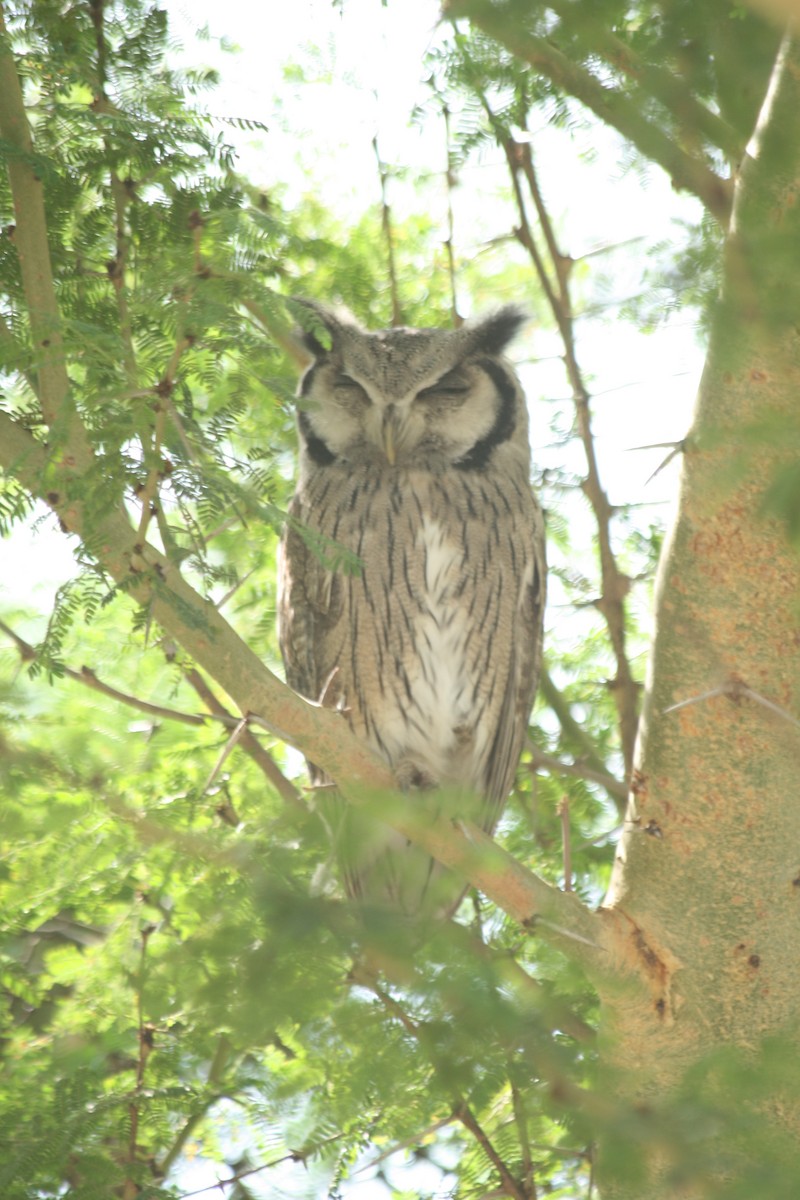 Southern White-faced Owl - ML547744891
