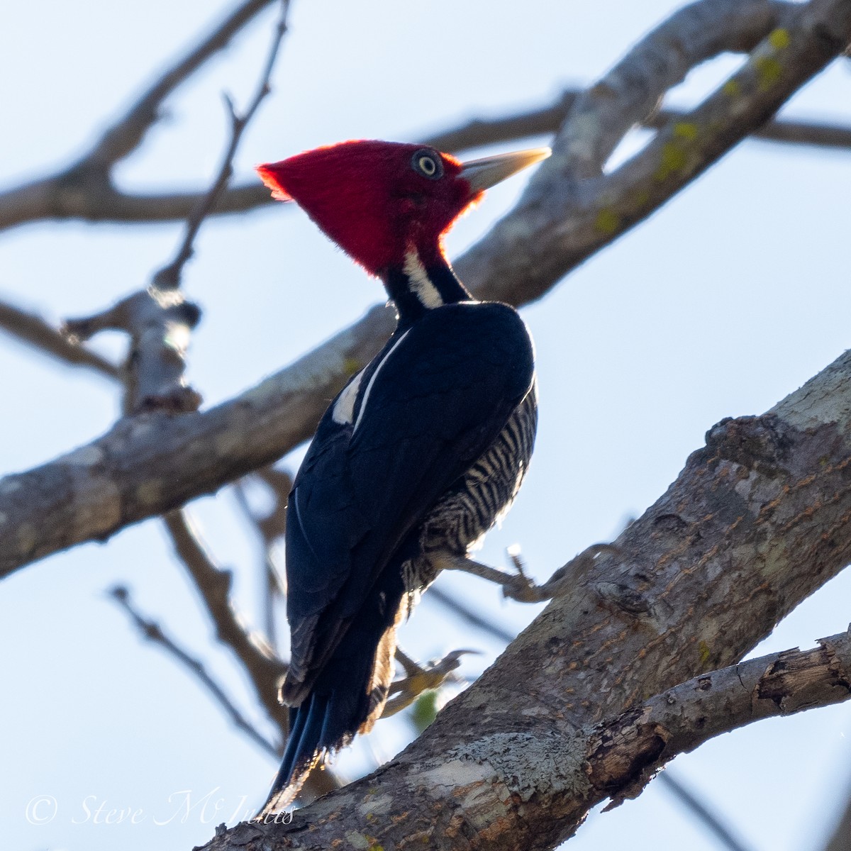 Pale-billed Woodpecker - ML547745451