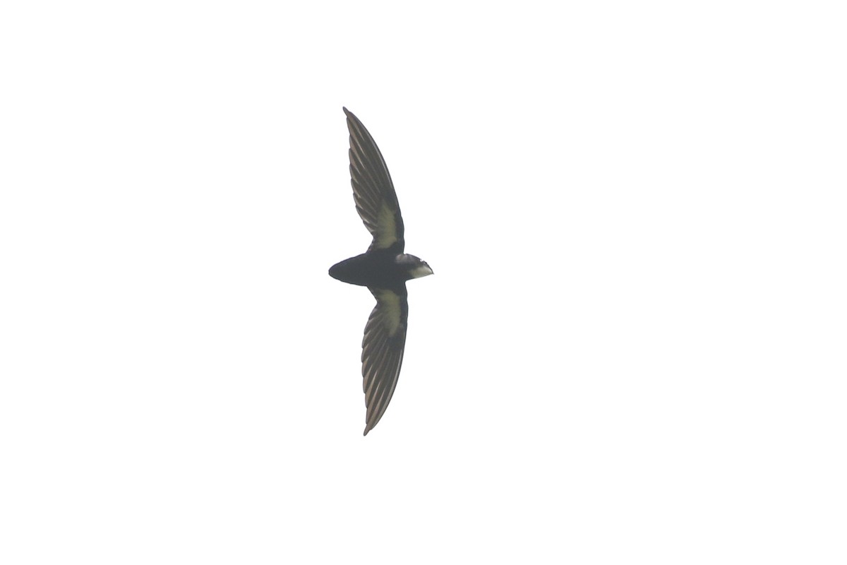 Philippine Spinetailed Swift - ML547747211