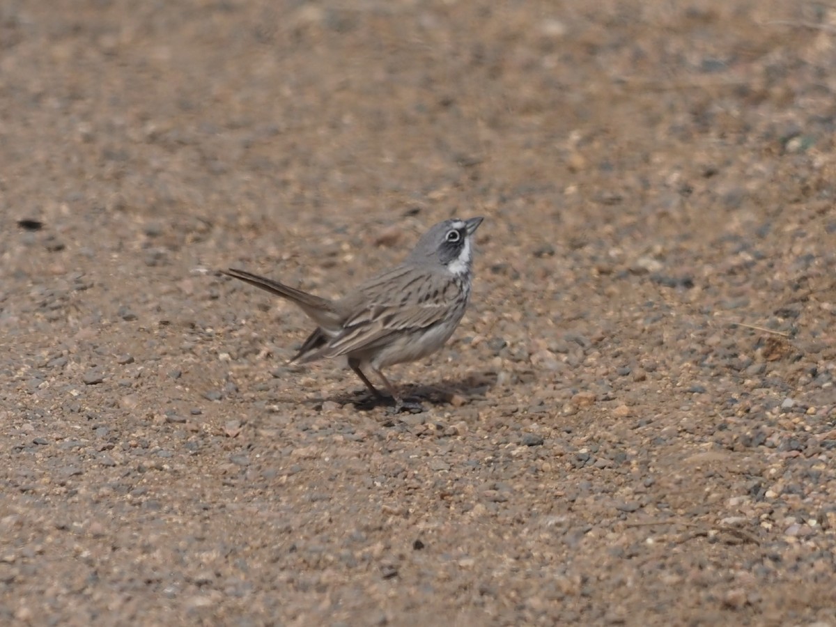 Sagebrush Sparrow - ML547750961