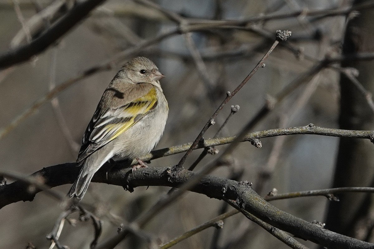 Lawrence's Goldfinch - ML547752821