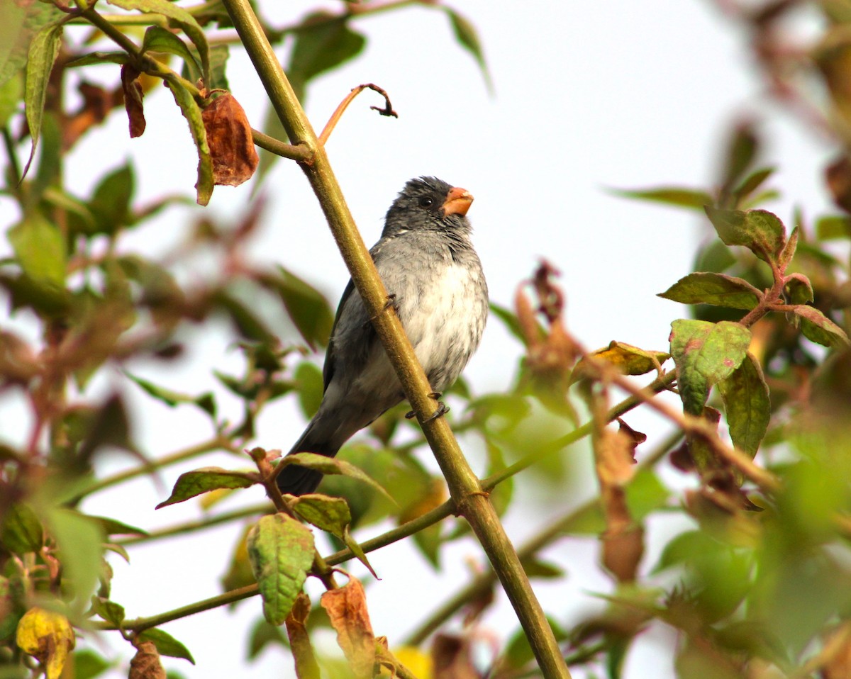 Gray Seedeater - ML547753141