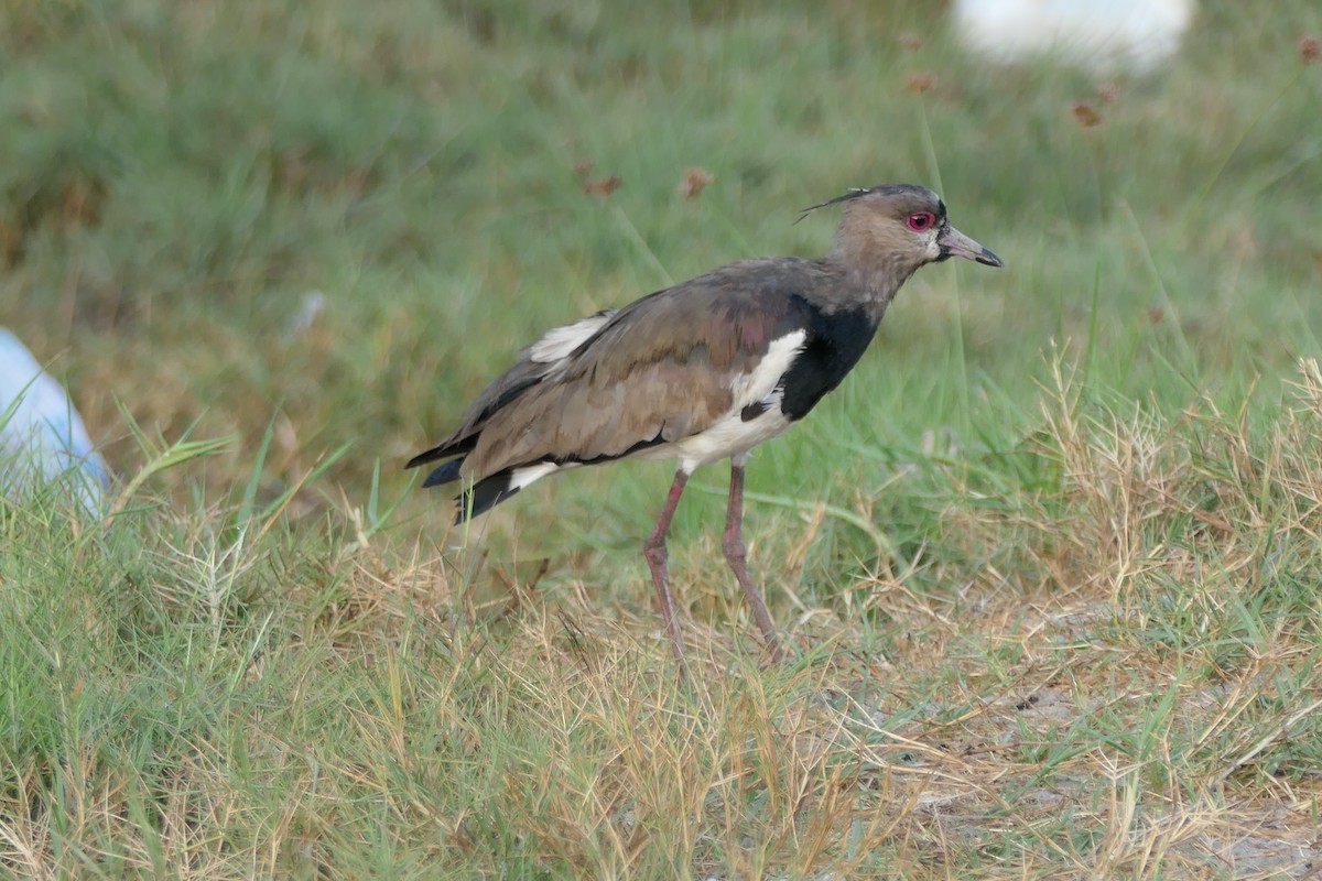 Чайка чилійська (підвид cayennensis) - ML547757881