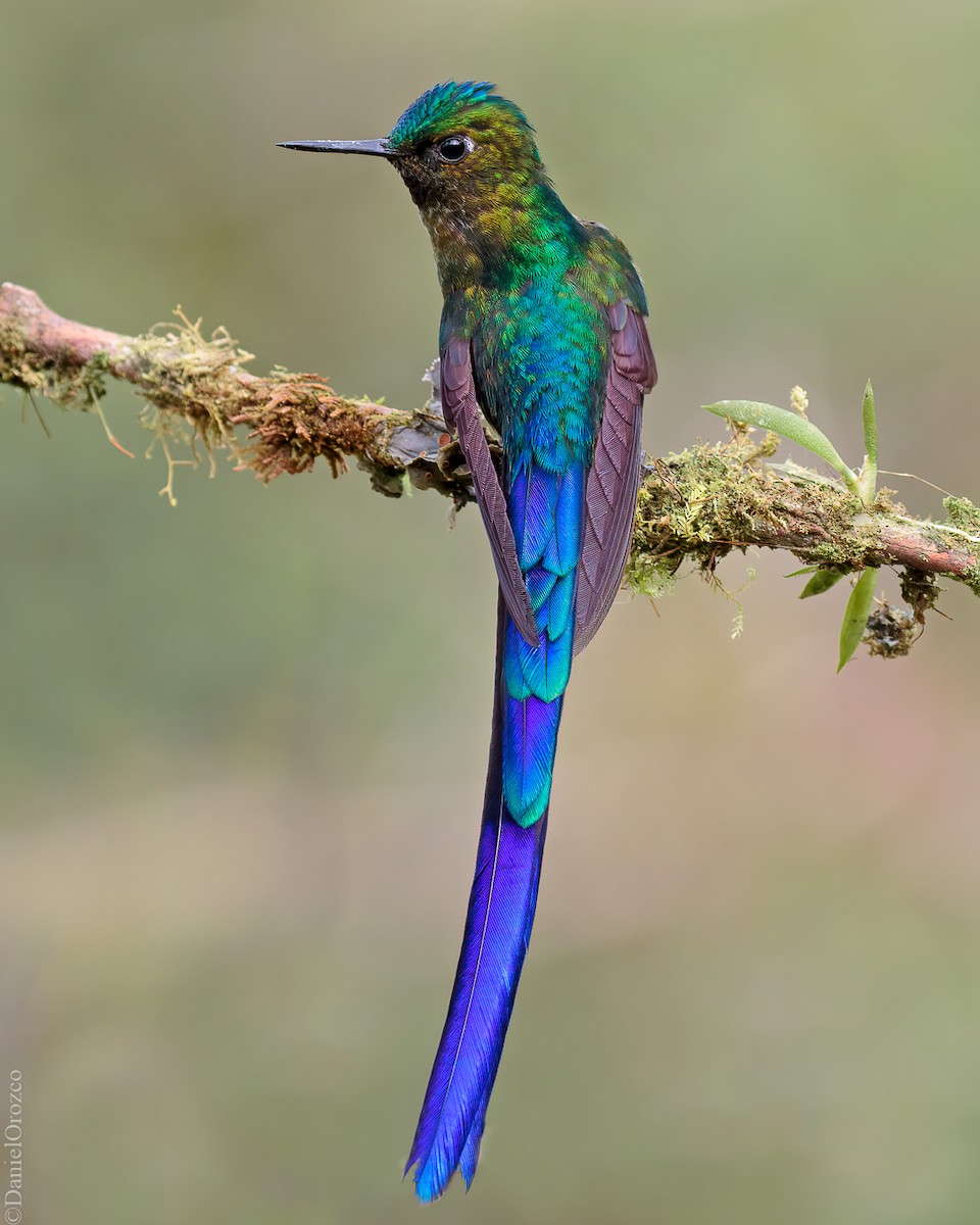 Violet-tailed Sylph - ML547758291