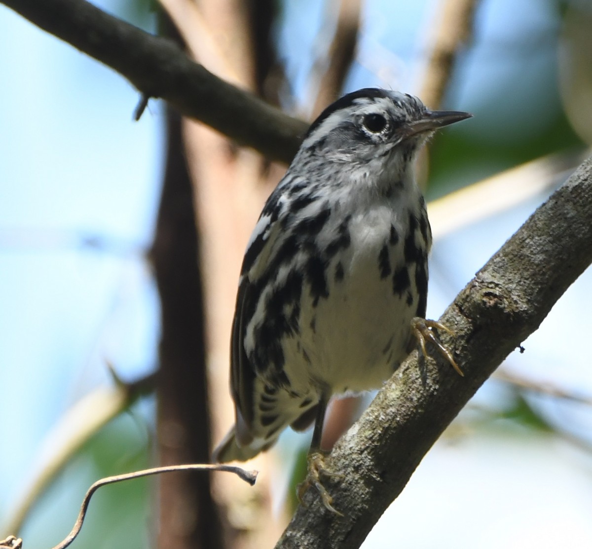 Black-and-white Warbler - ML547762031