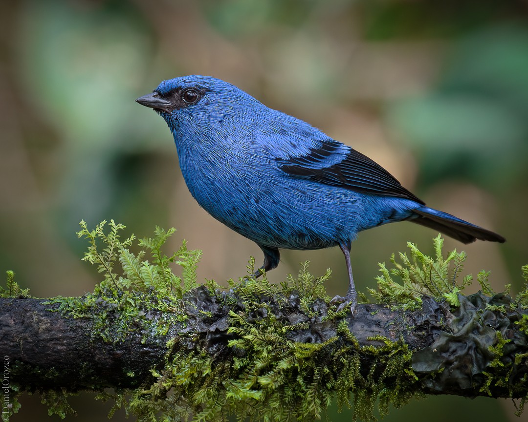 Blue-and-black Tanager - ML547763671