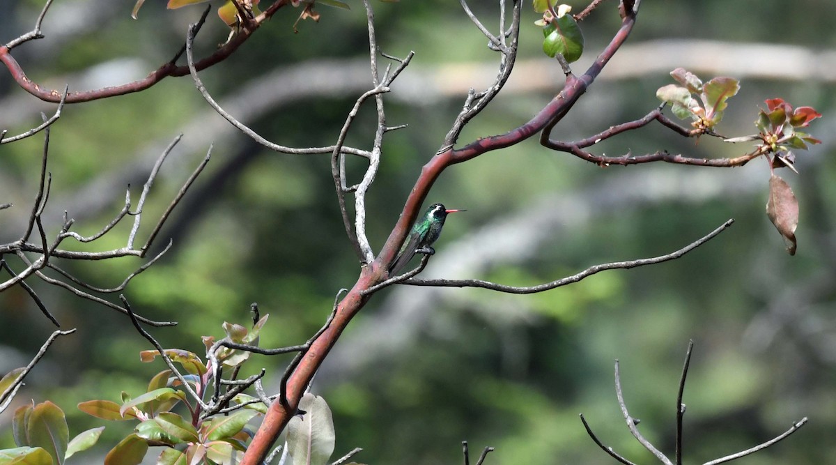 White-eared Hummingbird - ML547773531