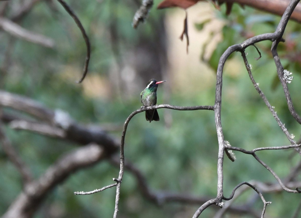 kolibřík bělouchý - ML547773581