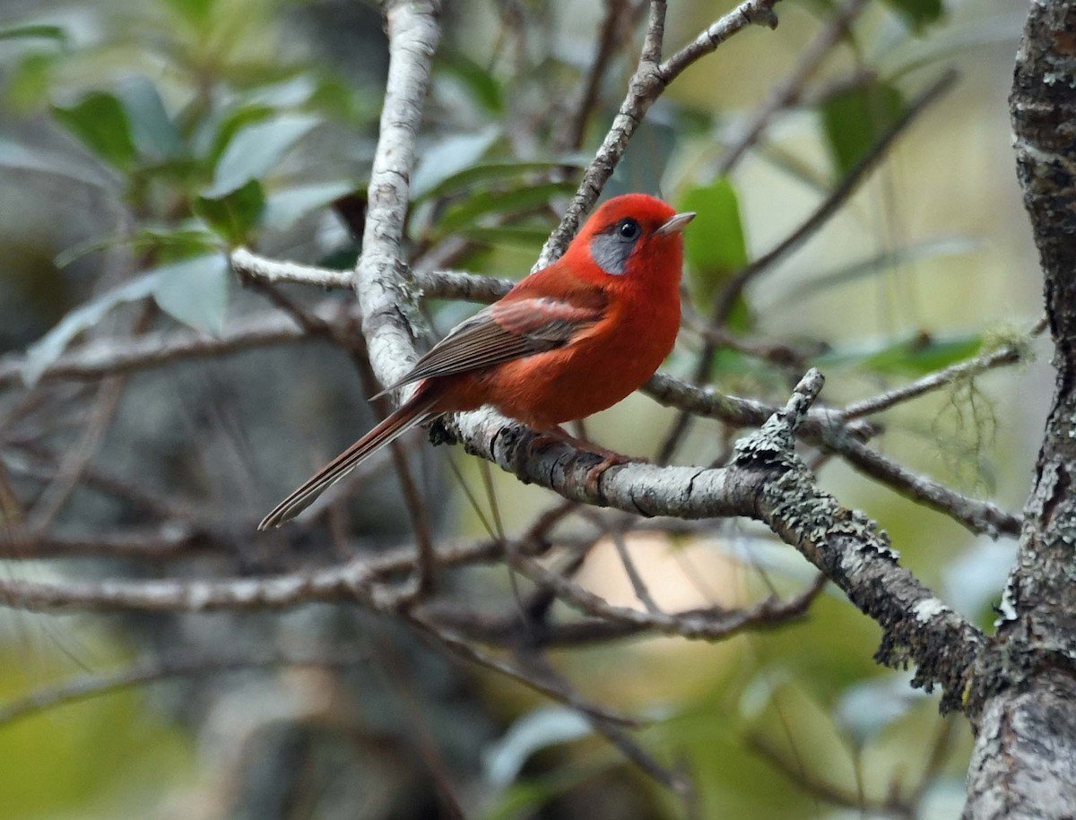 Red Warbler (Gray-cheeked) - ML547774031