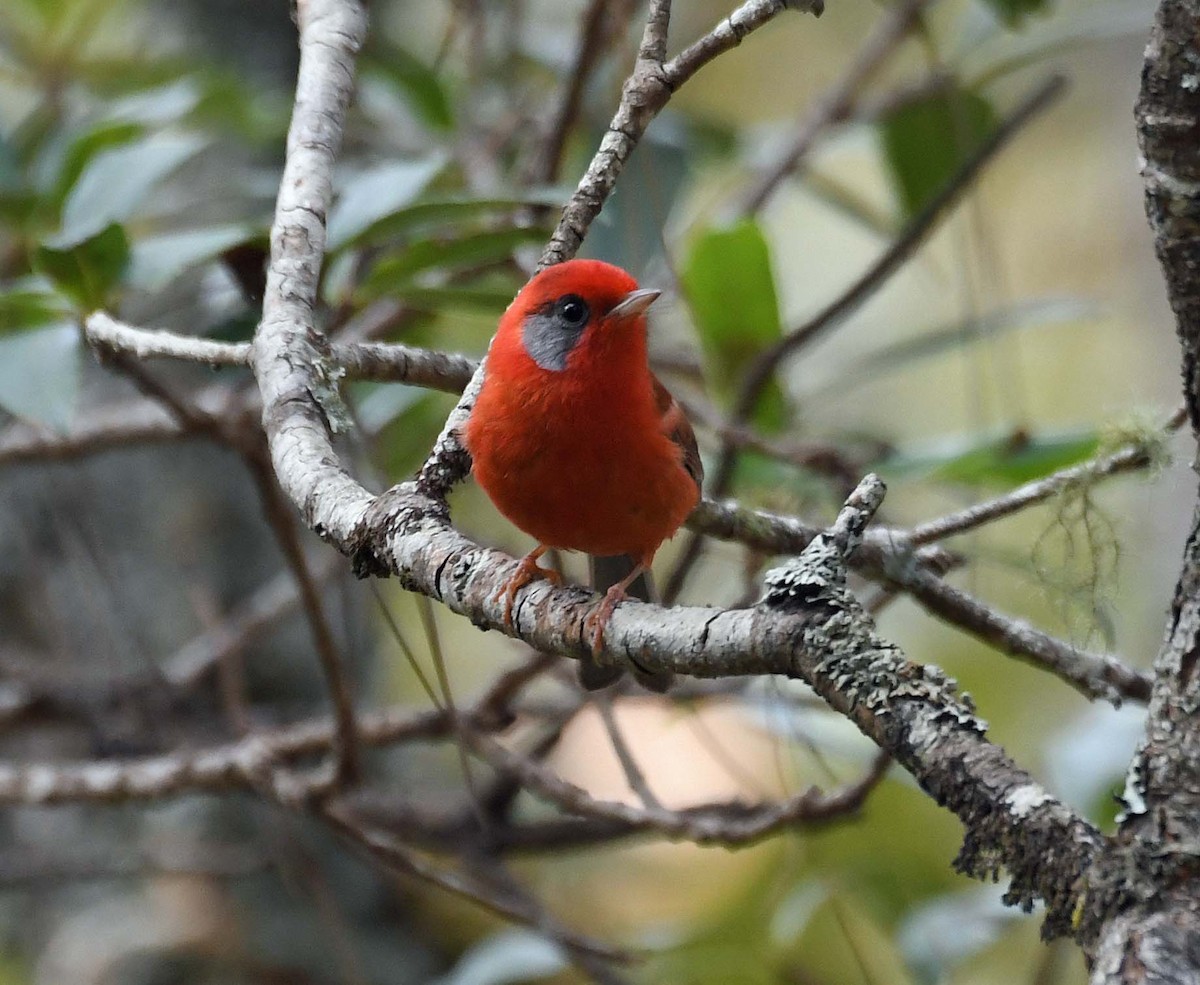 Red Warbler (Gray-cheeked) - Sharon Lynn