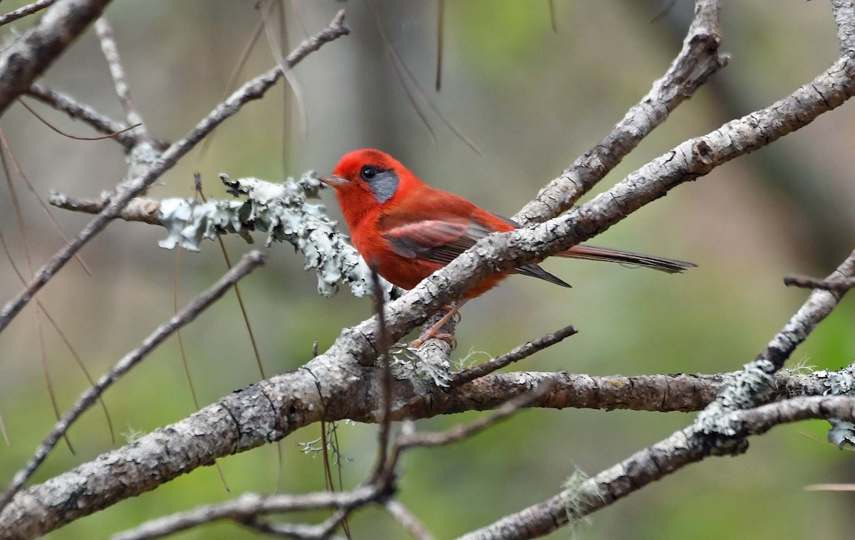 Red Warbler (Gray-cheeked) - ML547774221