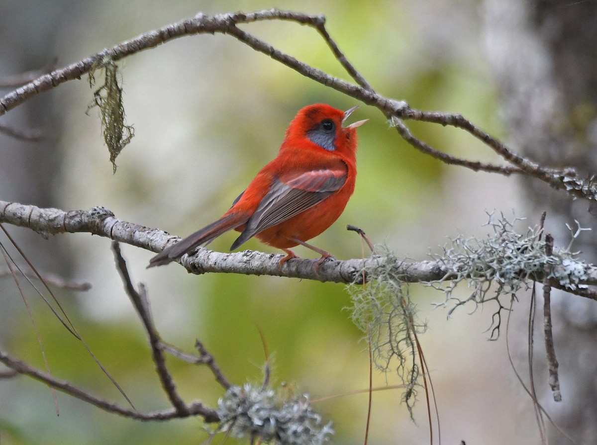 Red Warbler (Gray-cheeked) - ML547774281