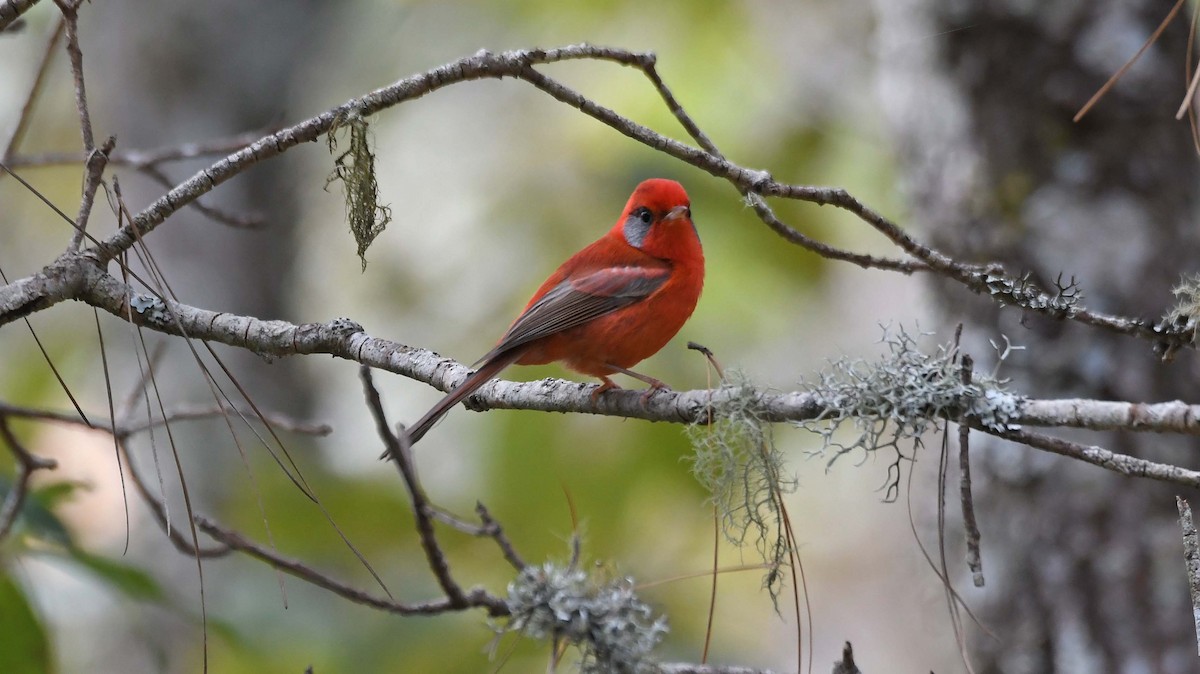 Red Warbler (Gray-cheeked) - ML547774321