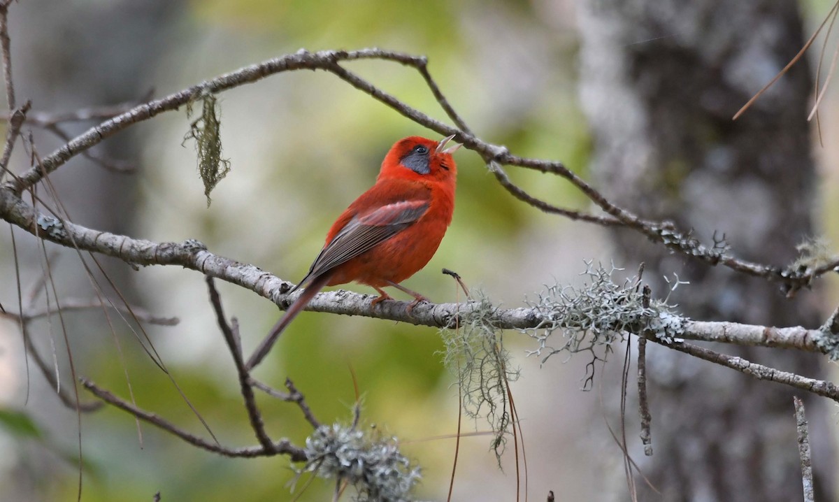 Red Warbler (Gray-cheeked) - ML547774491