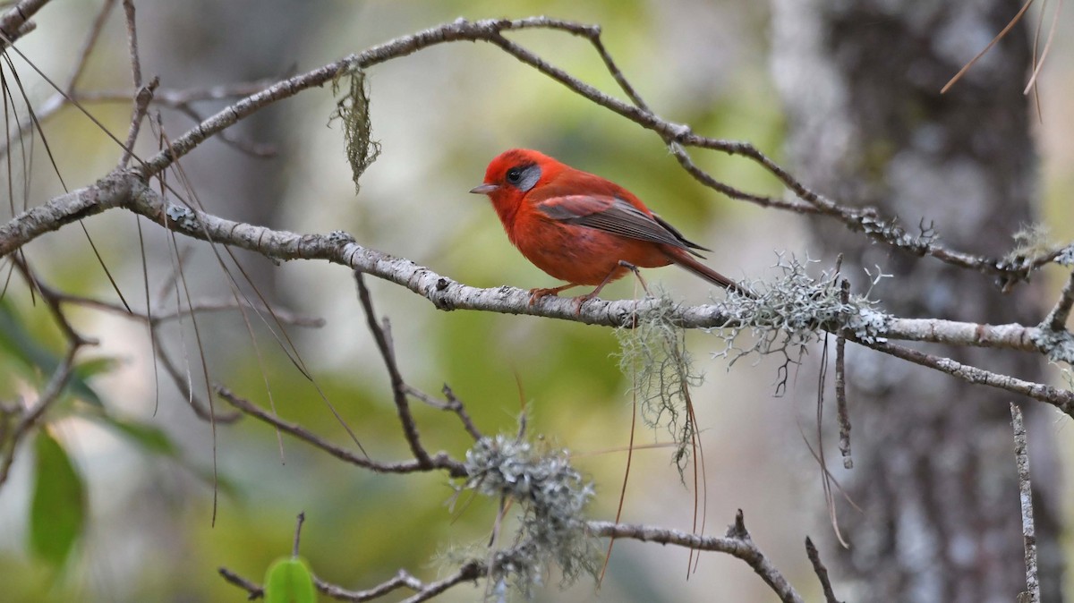 Red Warbler (Gray-cheeked) - Sharon Lynn