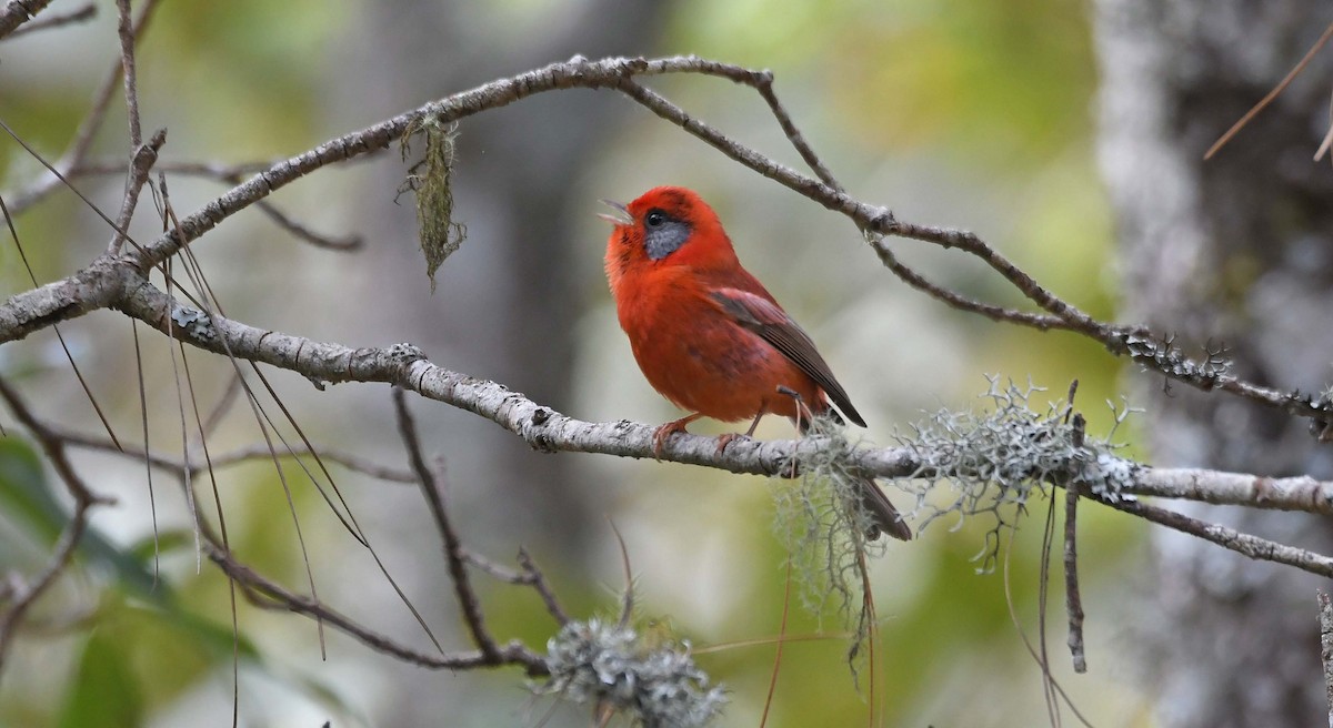Red Warbler (Gray-cheeked) - ML547774601