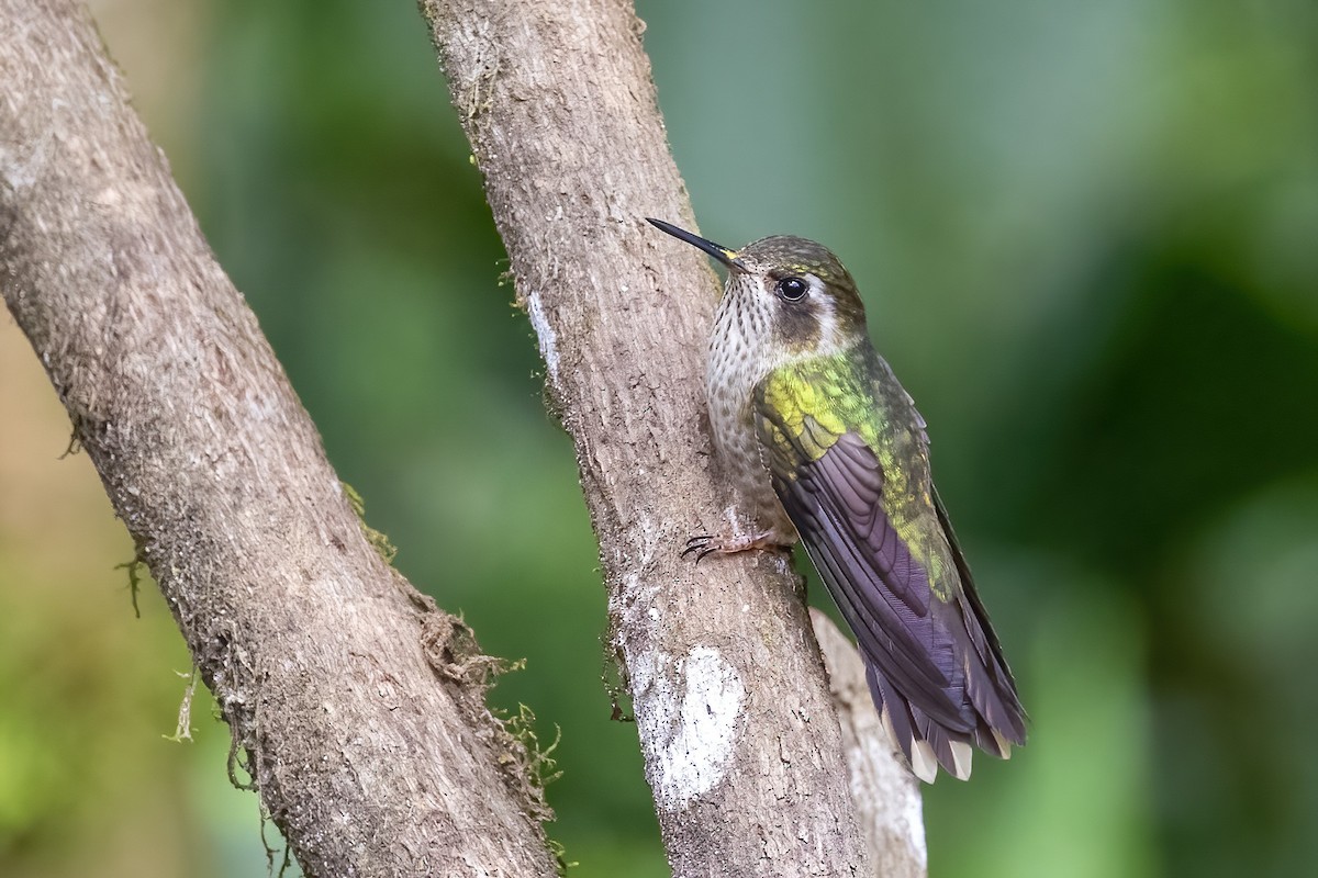 Speckled Hummingbird (maculata) - ML547774691