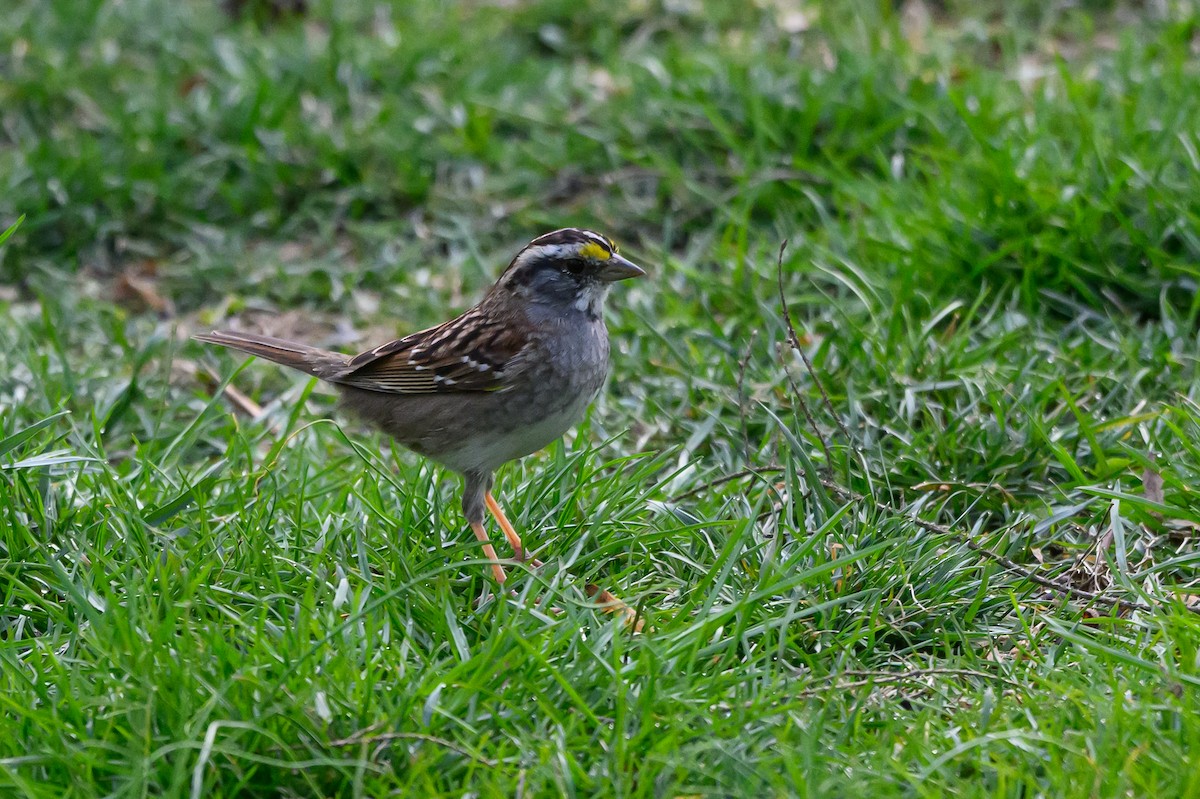 White-throated Sparrow - ML547775121