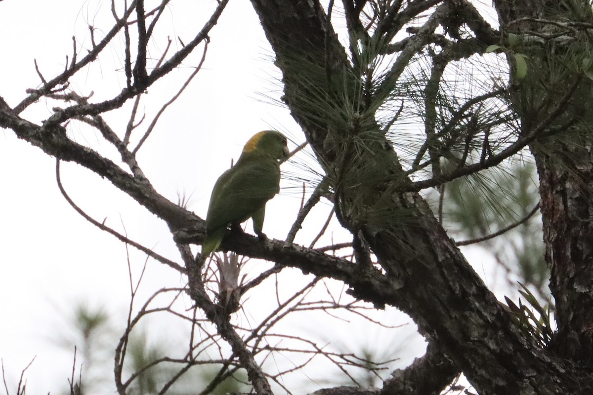 Yellow-naped Parrot - ML547775211