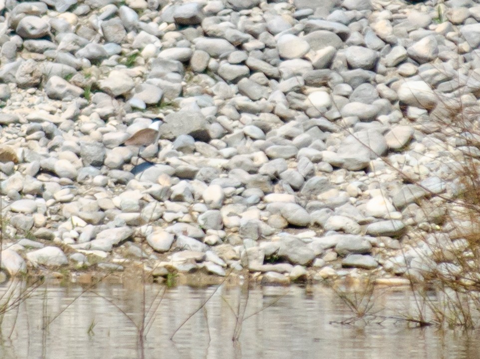 Spur-winged Lapwing - ML547775281