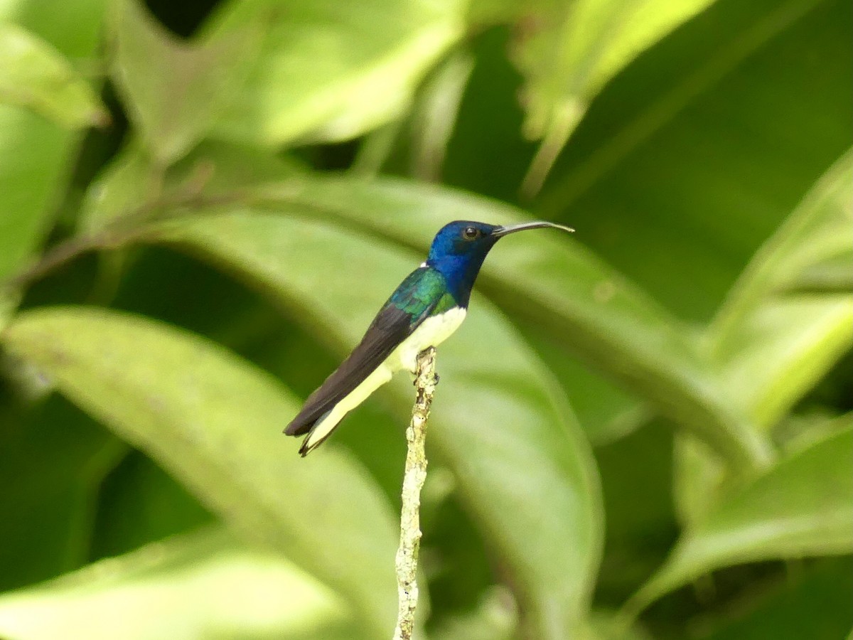 White-necked Jacobin - ML547775301