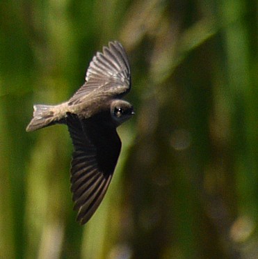Northern Rough-winged Swallow - ML547775311