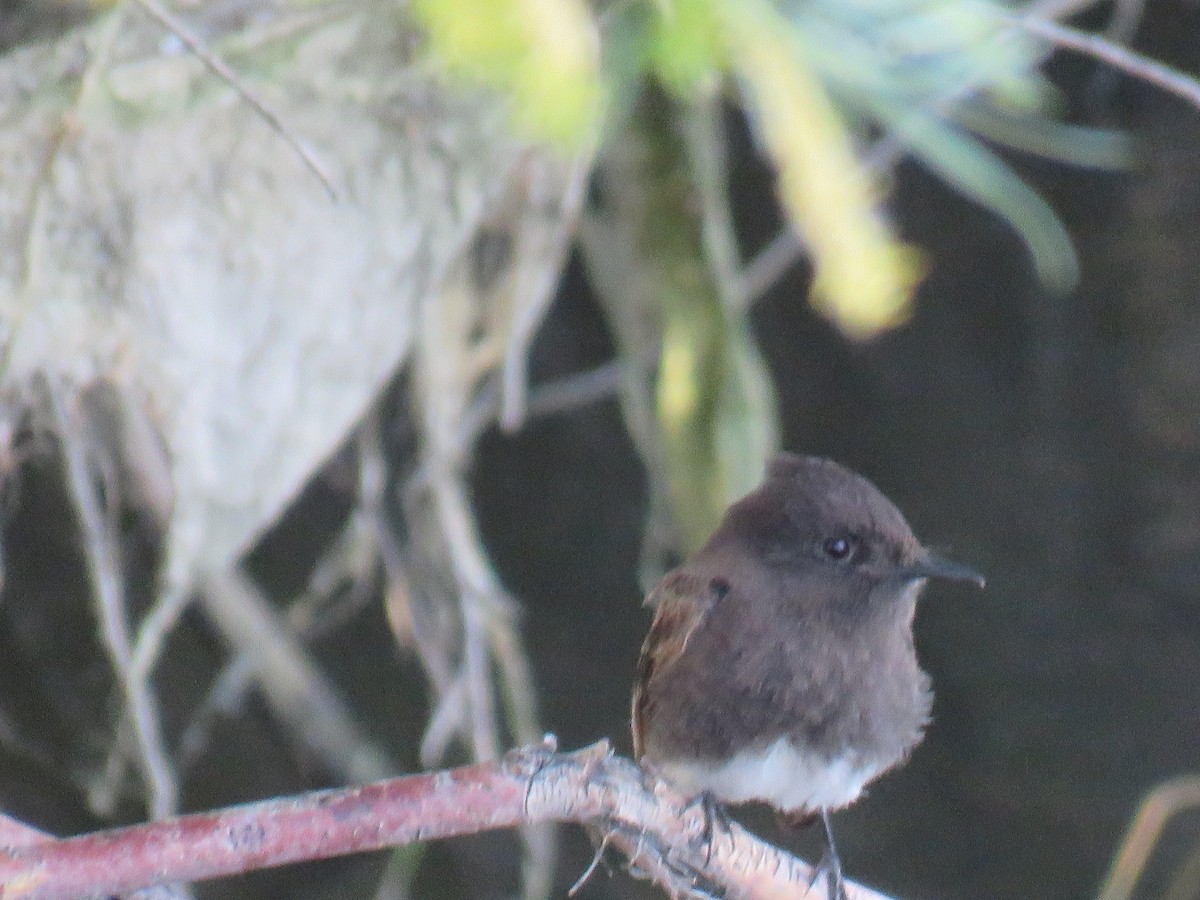 Black Phoebe - ML547775331