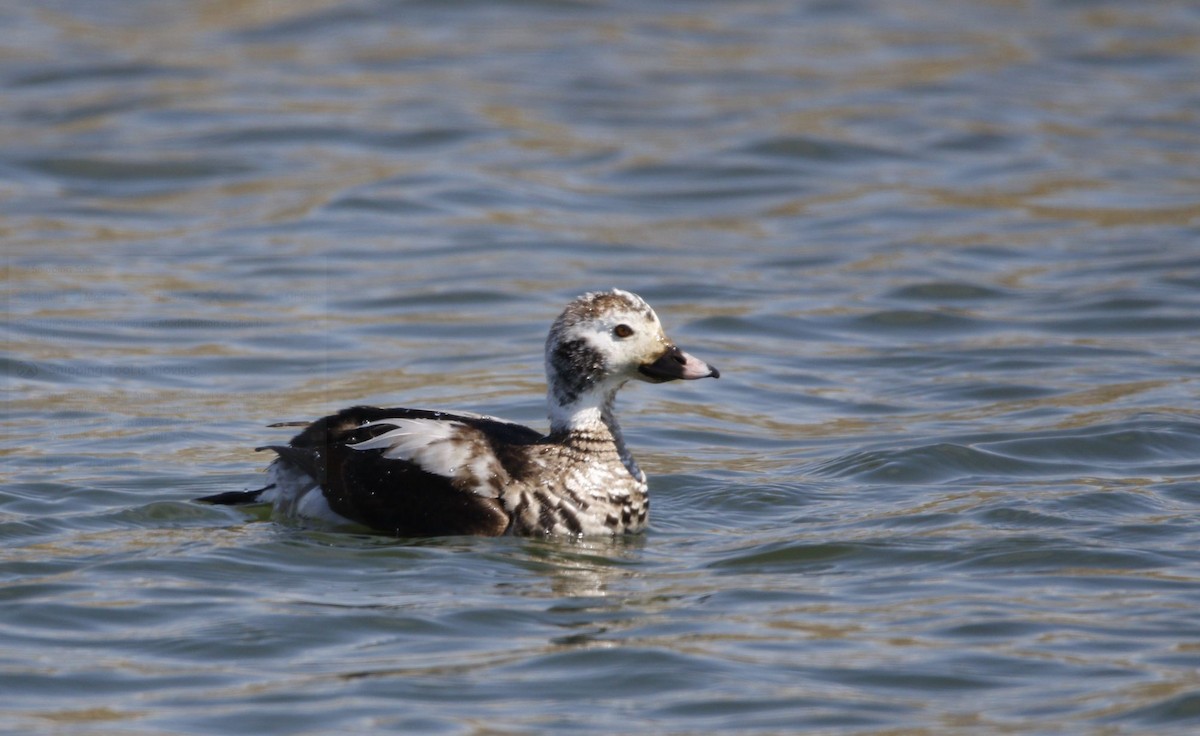 Long-tailed Duck - ML547779931