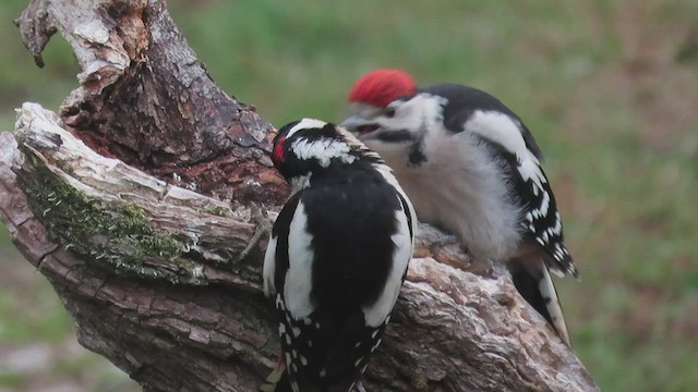 Great Spotted Woodpecker - ML547781551