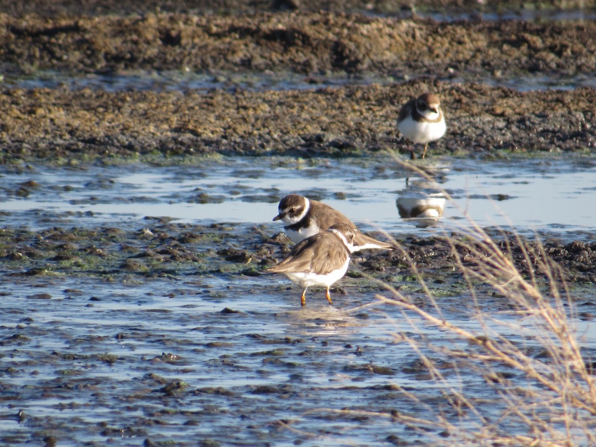 Semipalmated Plover - ML547784941