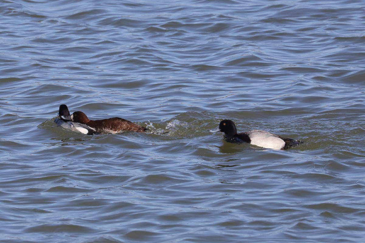 Greater Scaup - ML547786931