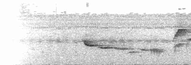  - Nicobar Jungle Flycatcher