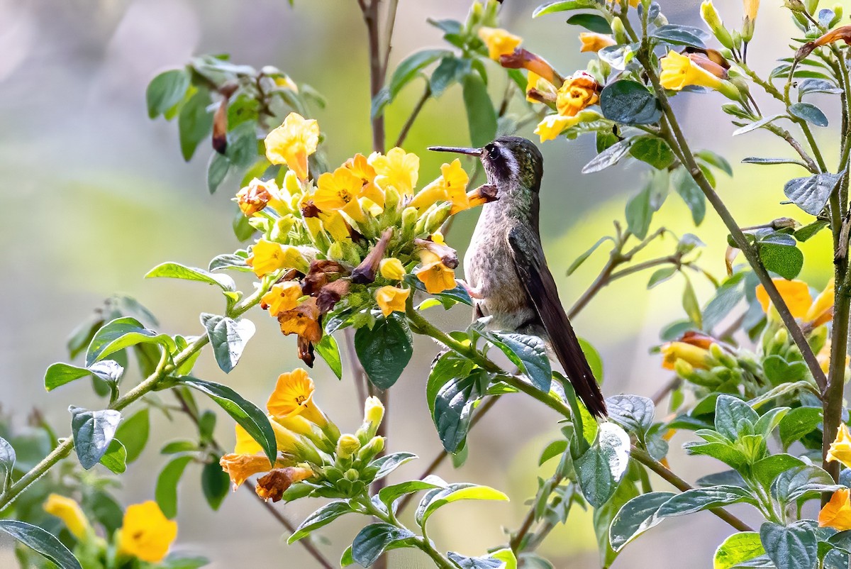 Speckled Hummingbird (maculata) - ML547788051
