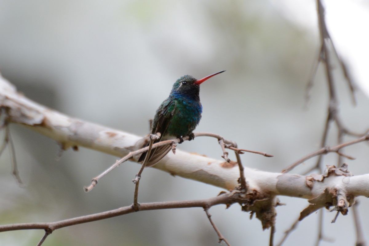 Broad-billed Hummingbird - Janet Rathjen