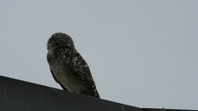 Burrowing Owl (Littoral) - ML547788911