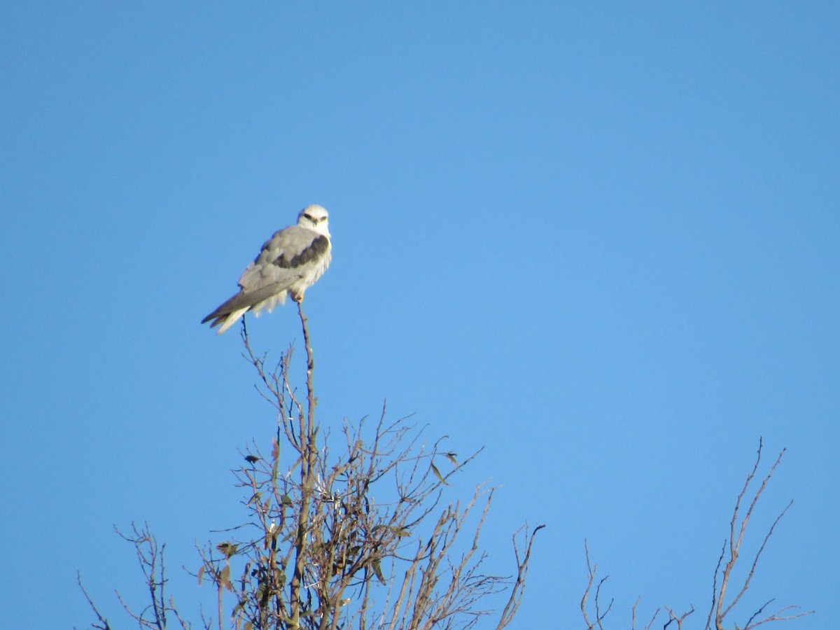 White-tailed Kite - ML547788961