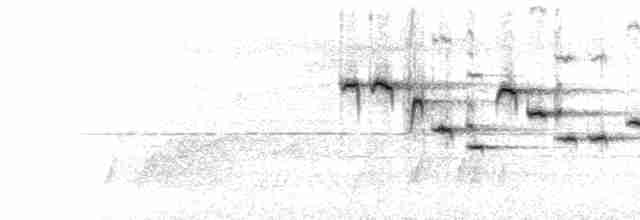  - Fulvous-chested Jungle Flycatcher