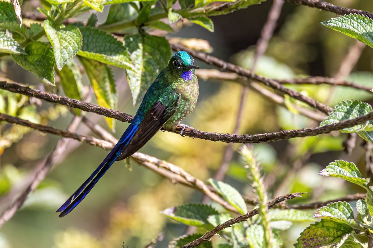 Violet-tailed Sylph - ML547789211