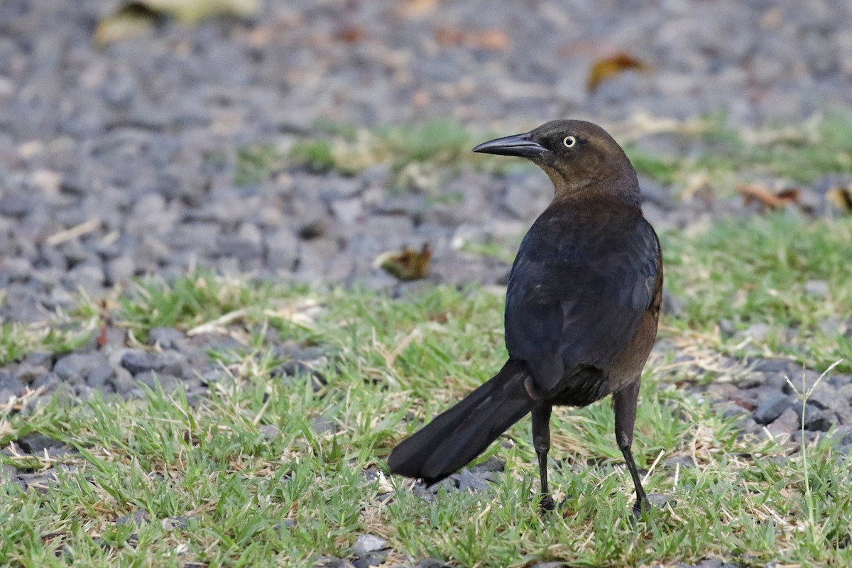 Great-tailed Grackle - Cameron Eckert