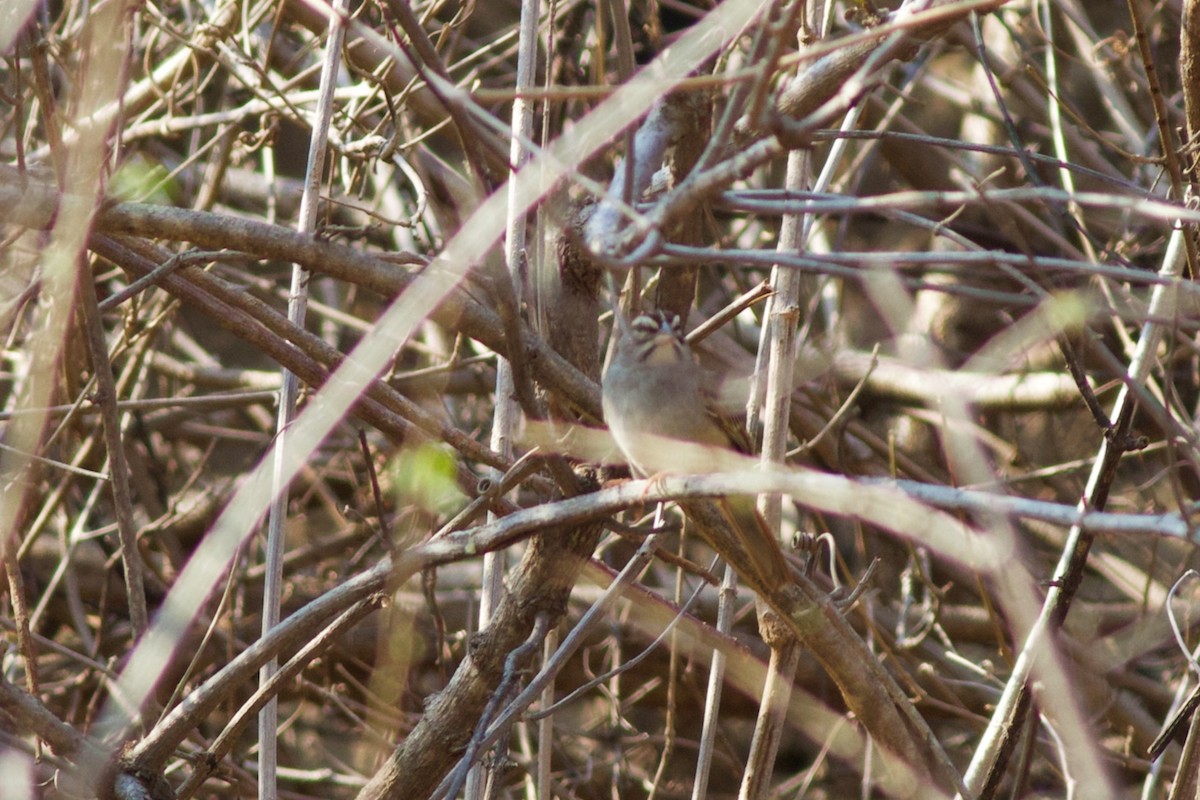 Cinnamon-tailed Sparrow - Sky Kardell