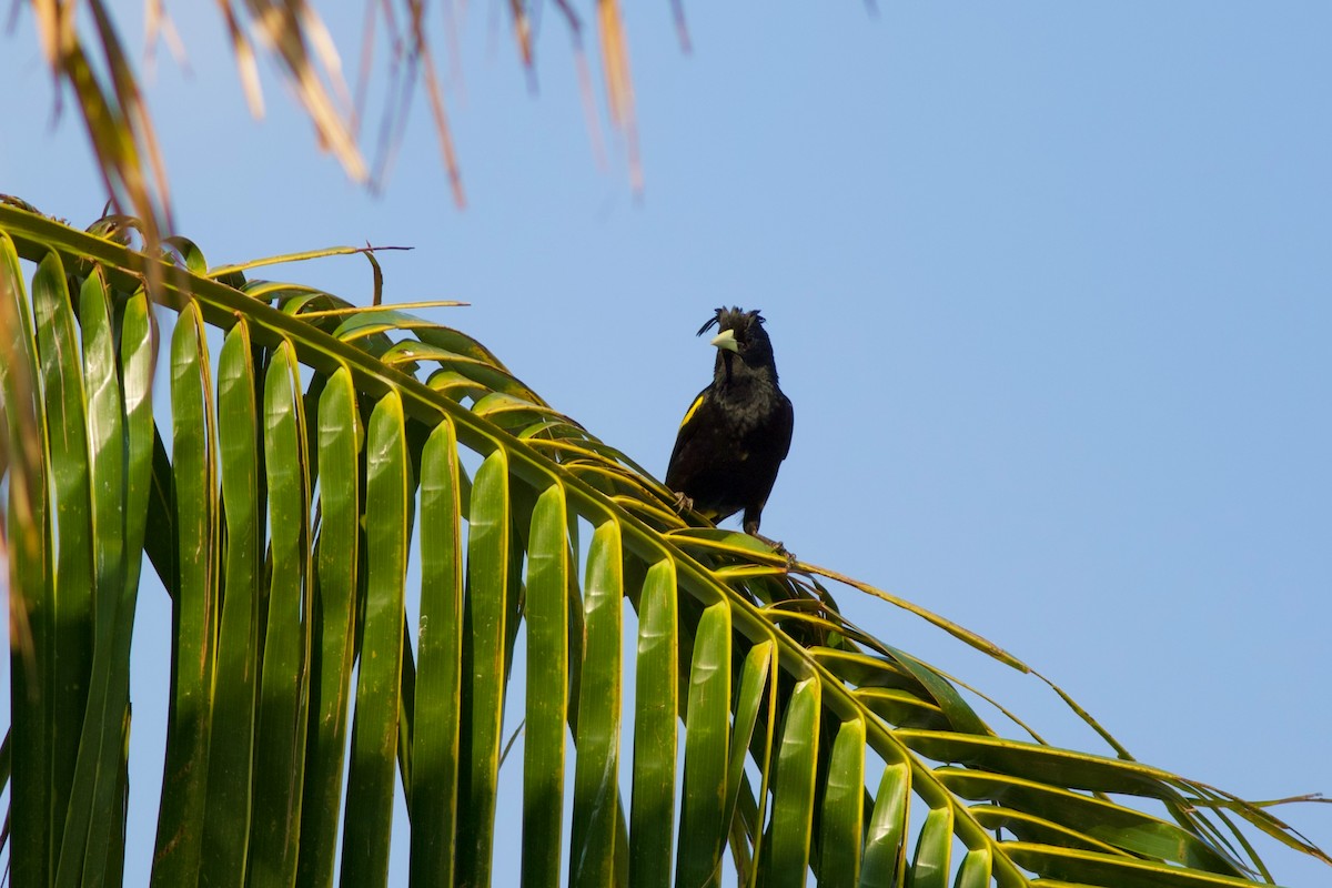 Yellow-winged Cacique - ML547792341