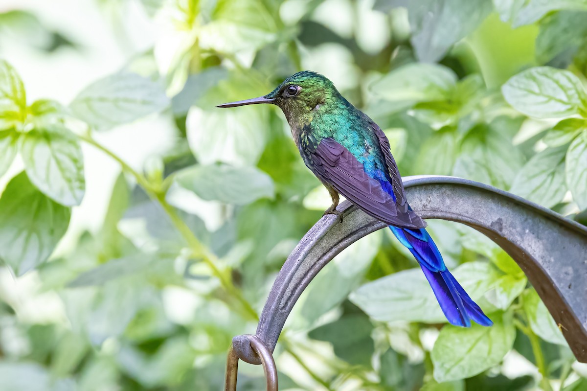Violet-tailed Sylph - ML547792611